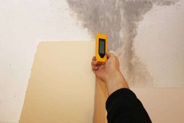 Reliable Lyndonville, VT Mold Removal Solutions